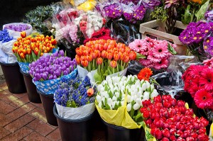 colorful-flower-market-cheryl-davis